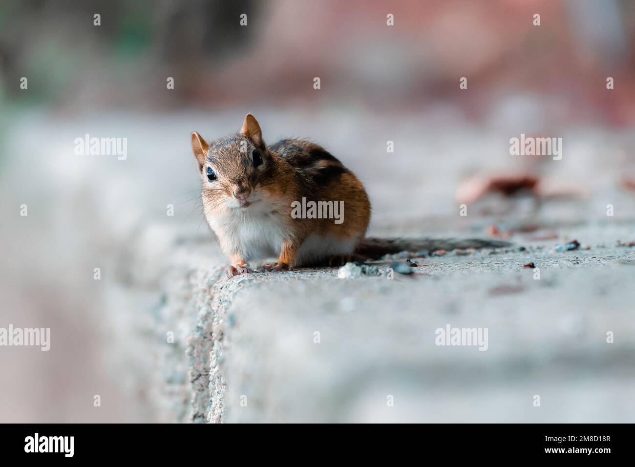 A closeup of the Eastern chipmunk (Tamias striatus) on the ground with a blurry background Stock Photo