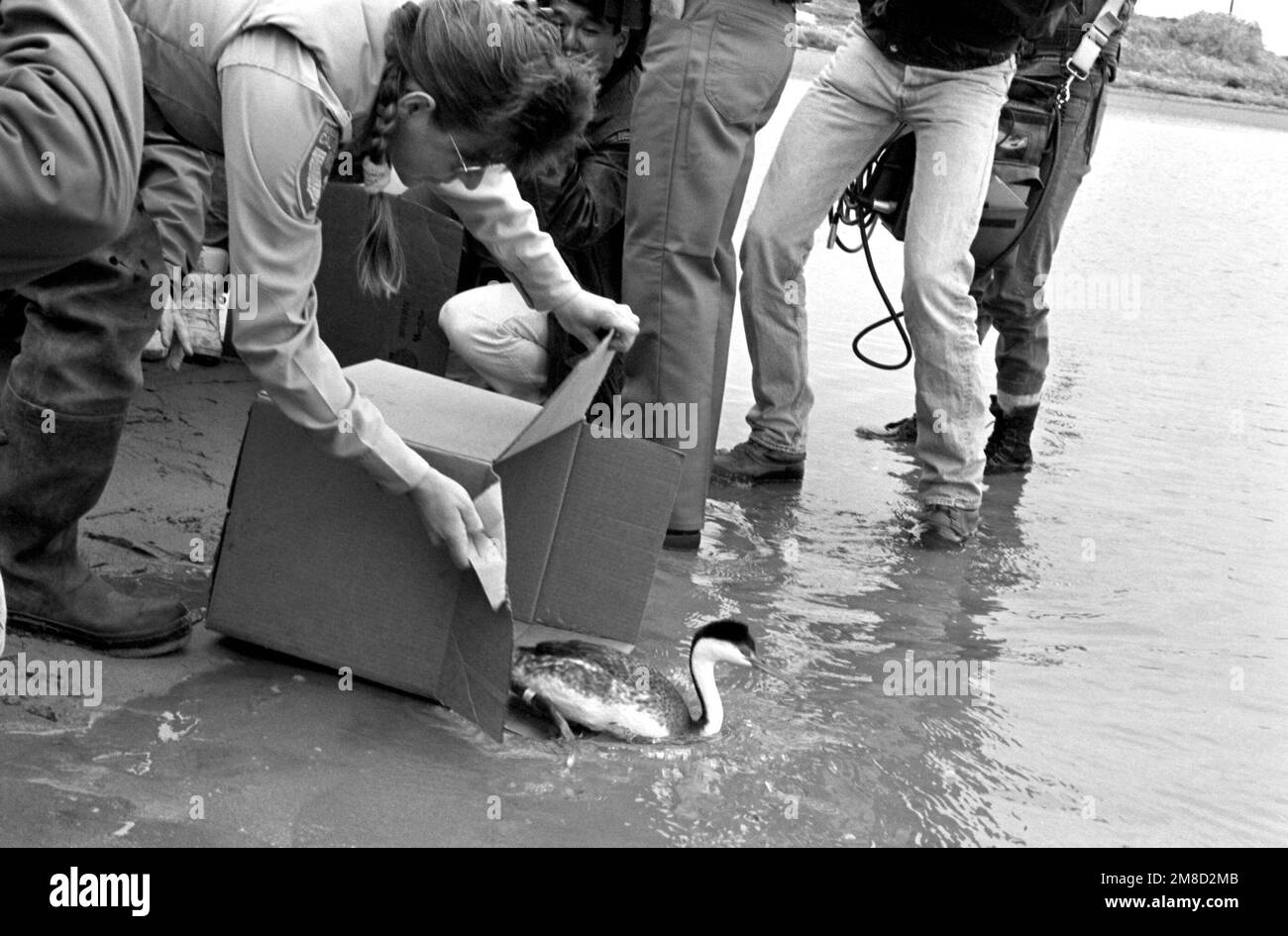 Oil covered fish Black and White Stock Photos & Images - Alamy