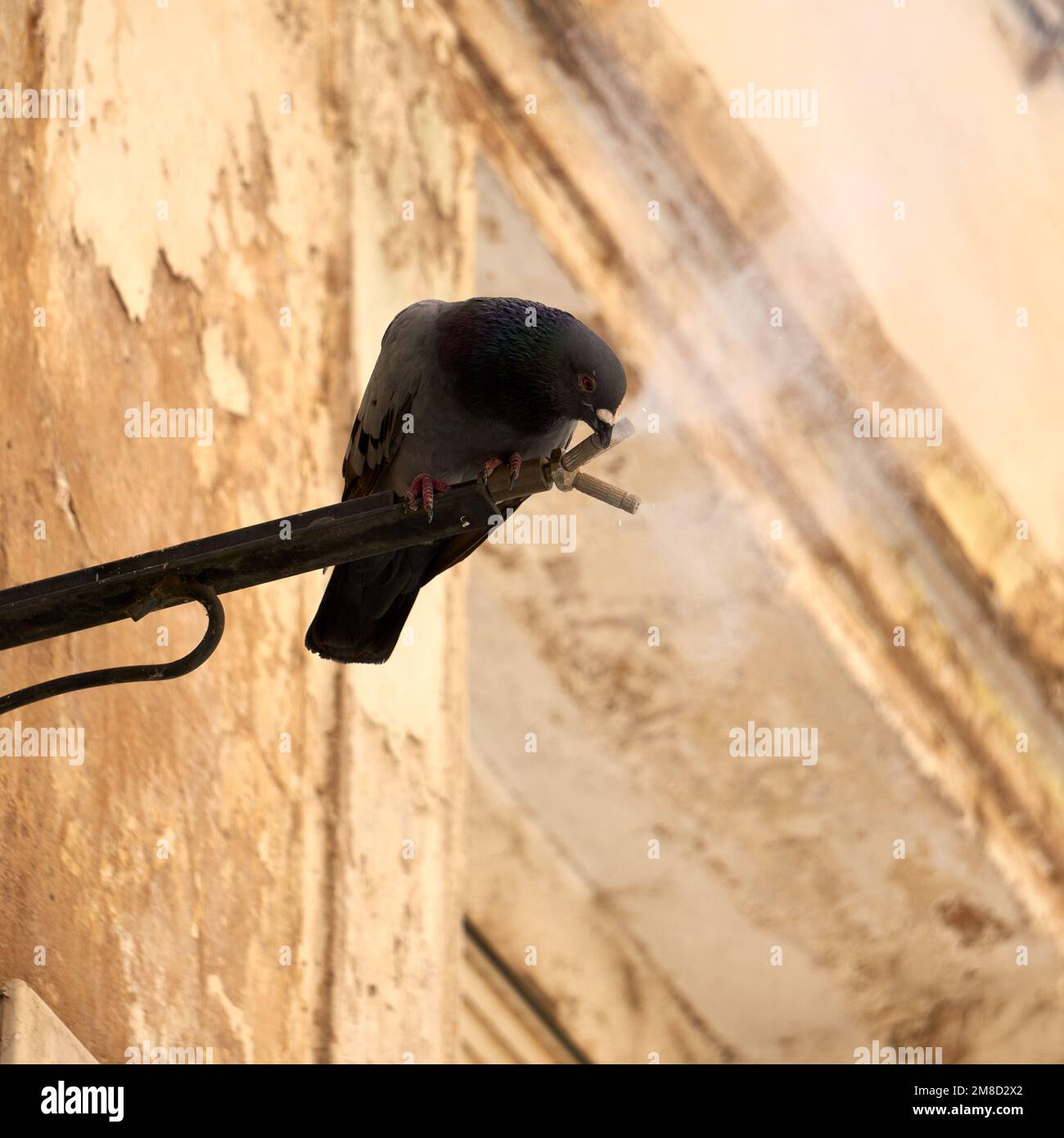 Pidgeon drinking water from diffusor in Cáceres Stock Photo