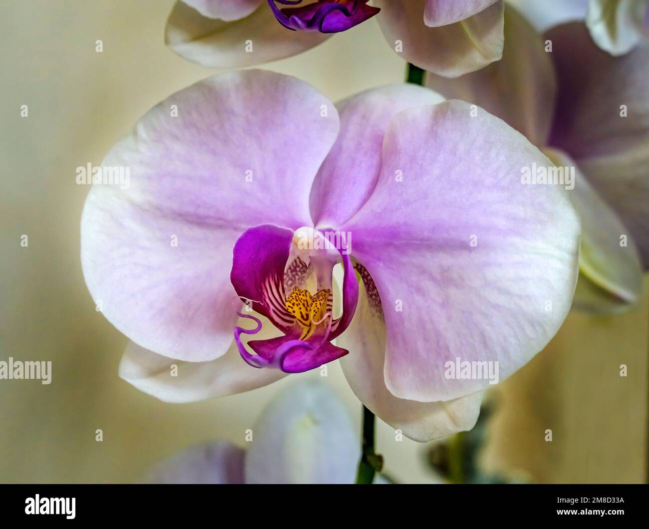 Pink White Butterfly Moth Orchids Tropical Flowers MiMI Florida Phalaenopsis Stock Photo