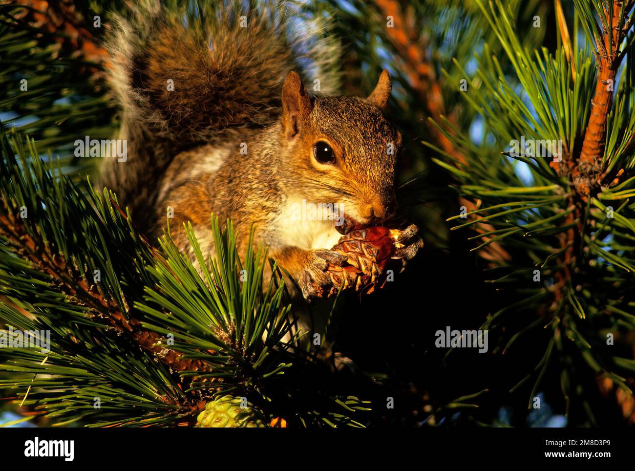 Eastern gray squirrel munching on a pinecone Stock Photo