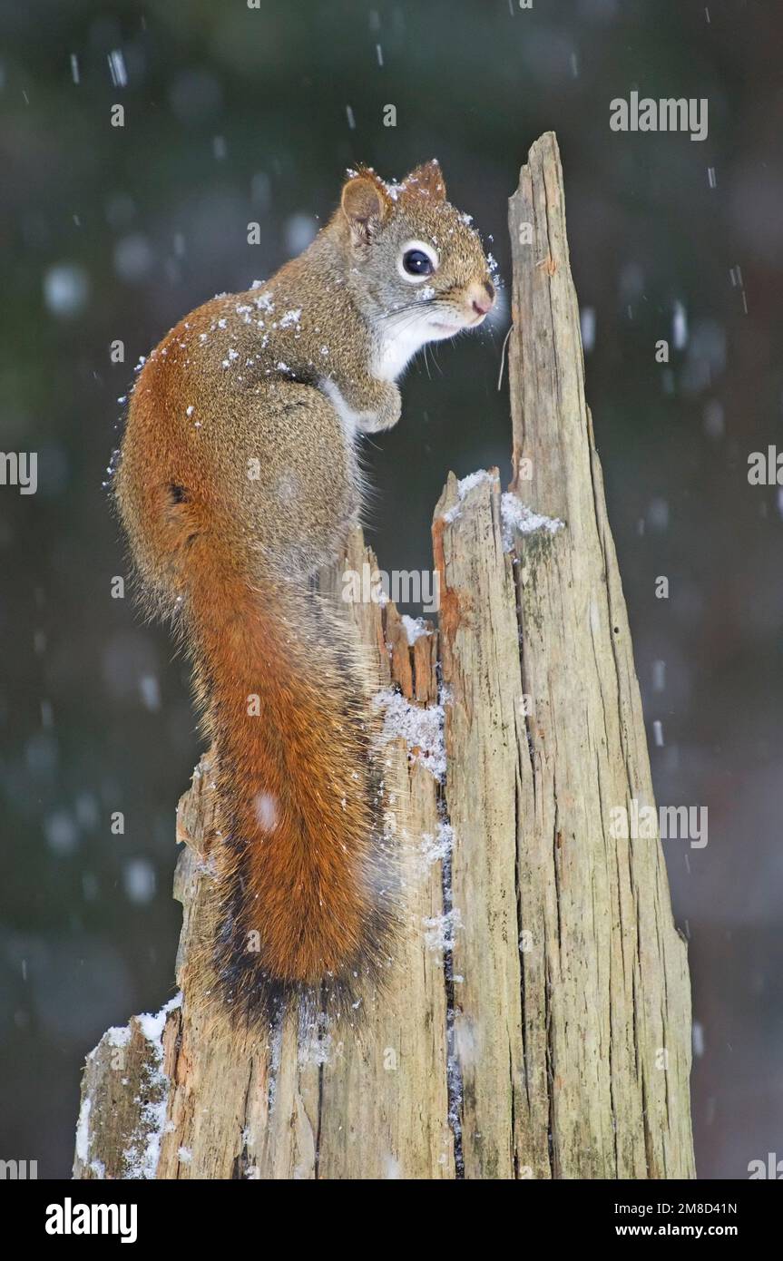 Red squirrel portrait in Algonquin Provincial Park, Ontario, Canada, Stock Photo