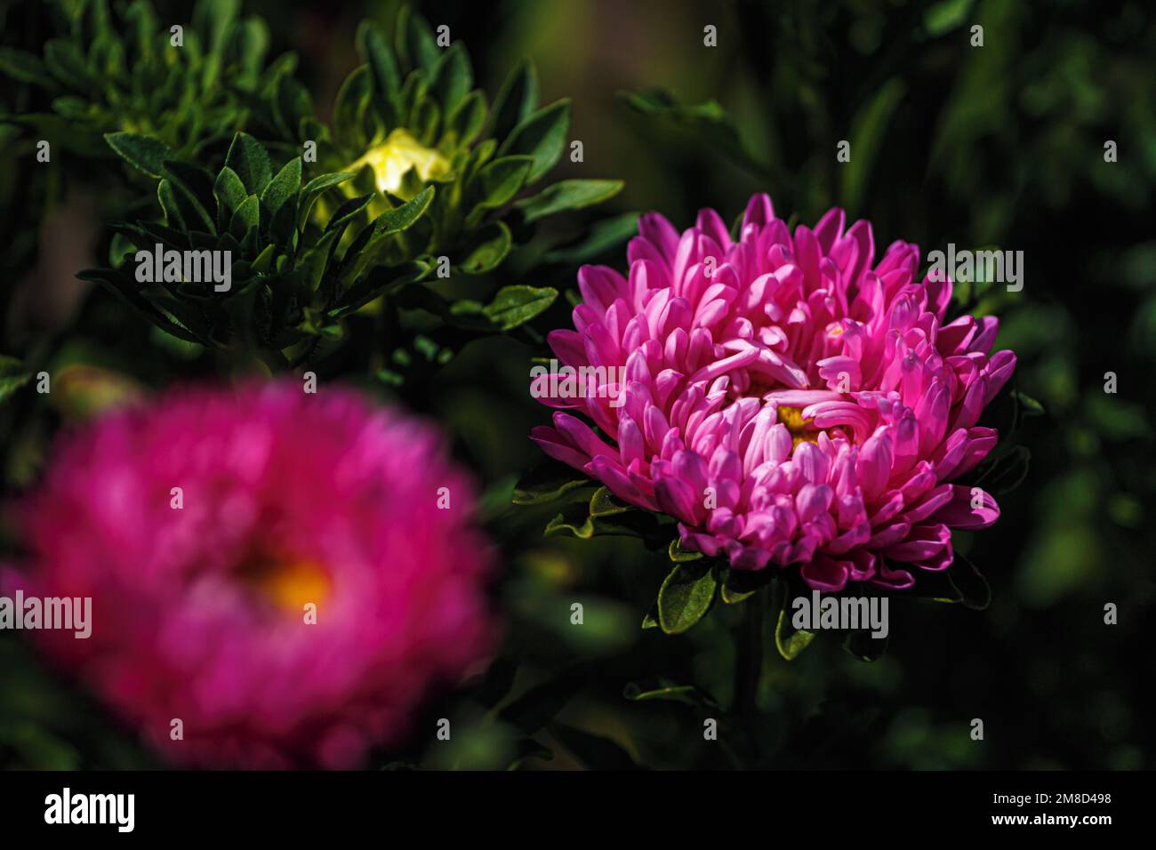Pink aster flowers in the summer garden. Blooming callistephus. bokeh Stock Photo