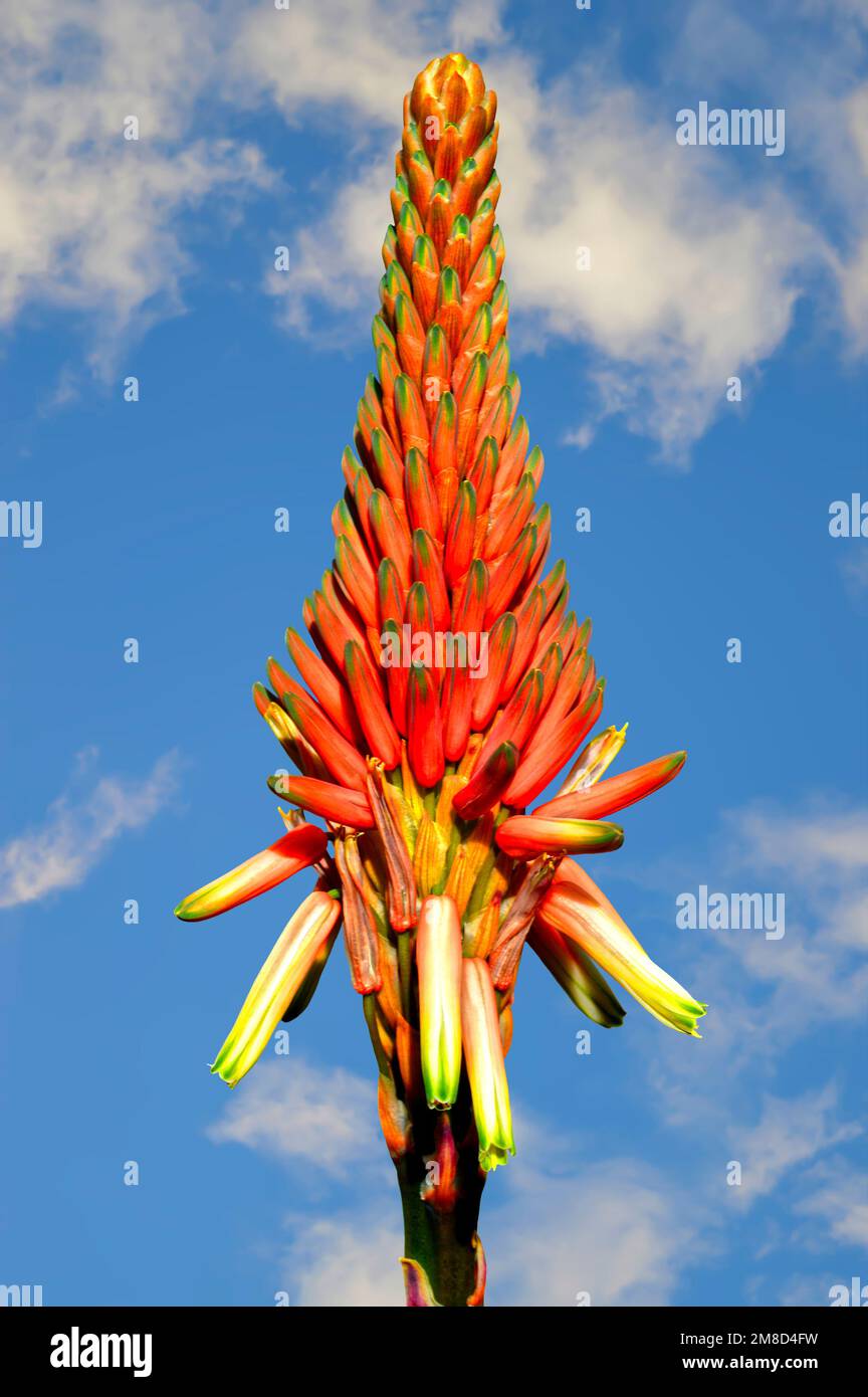 Aloe arborescens 'Compton' flower head with a blue sky Stock Photo