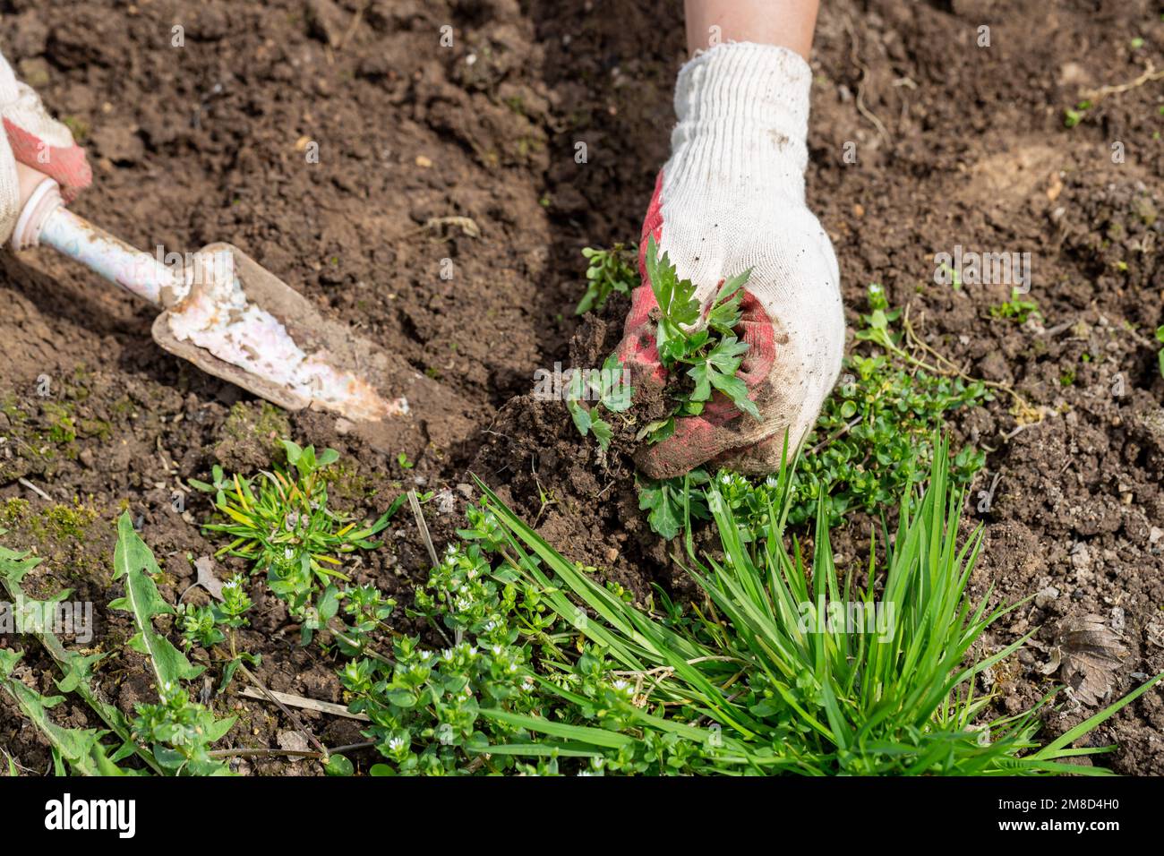 hands of gardener with weed in the vegetable garden Stock Photo - Alamy