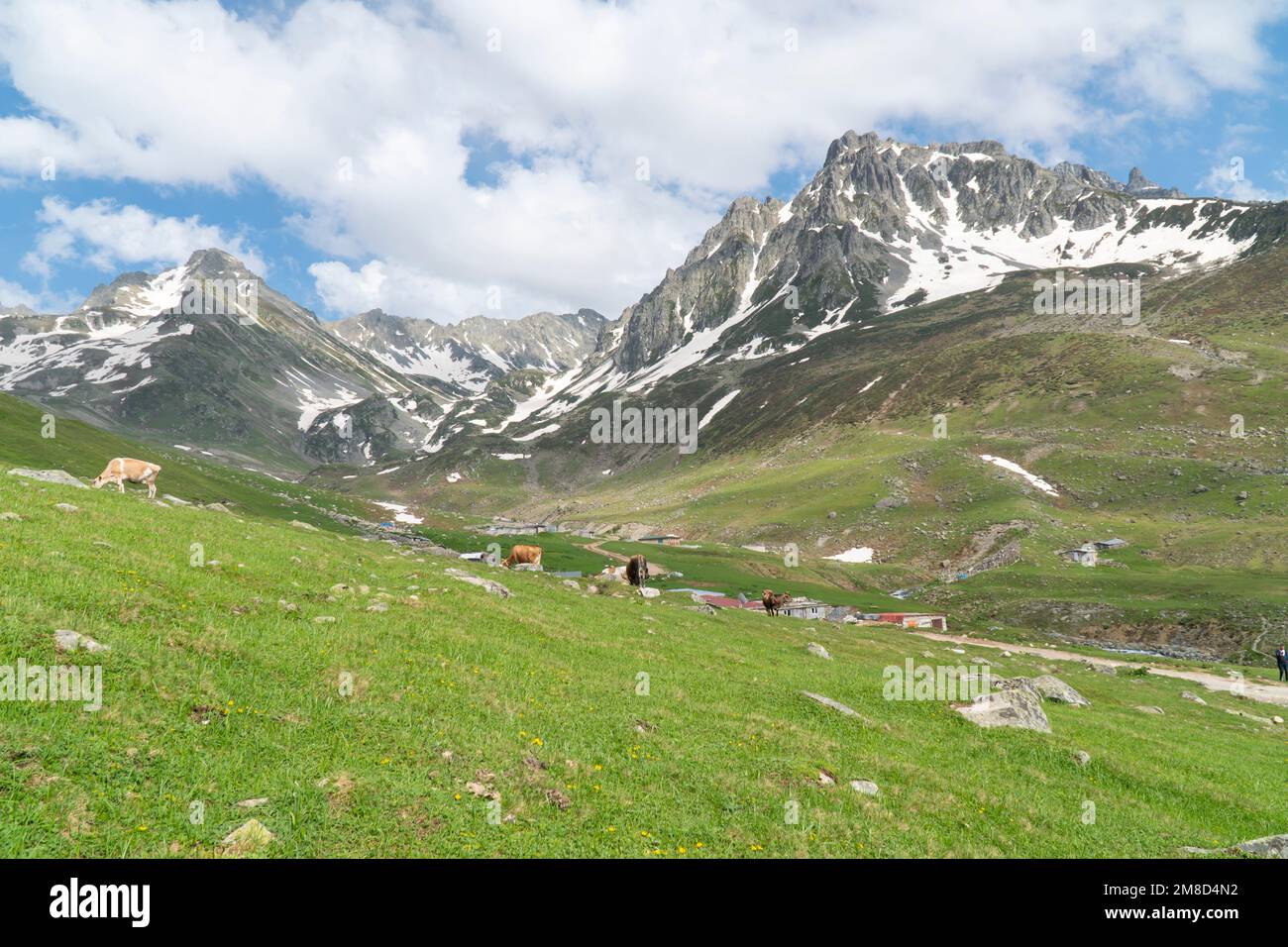 landscape in the alps with cows grazing in fresh green meadows between blooming flowers, small farmhouses and snowcapped mountain tops Stock Photo
