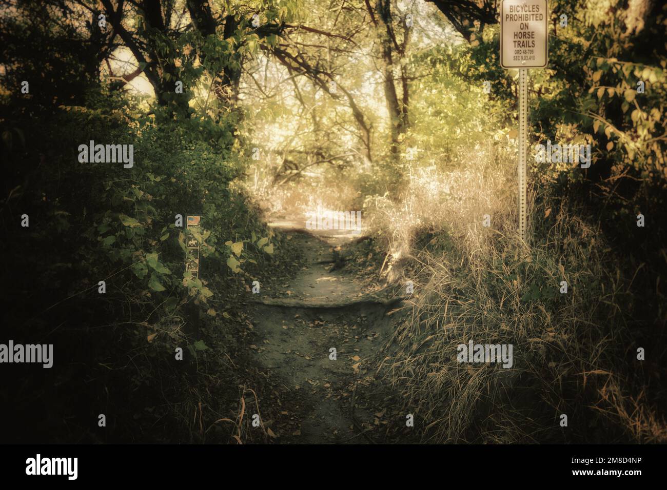 An empty path in a forest with a sign on the right Stock Photo - Alamy