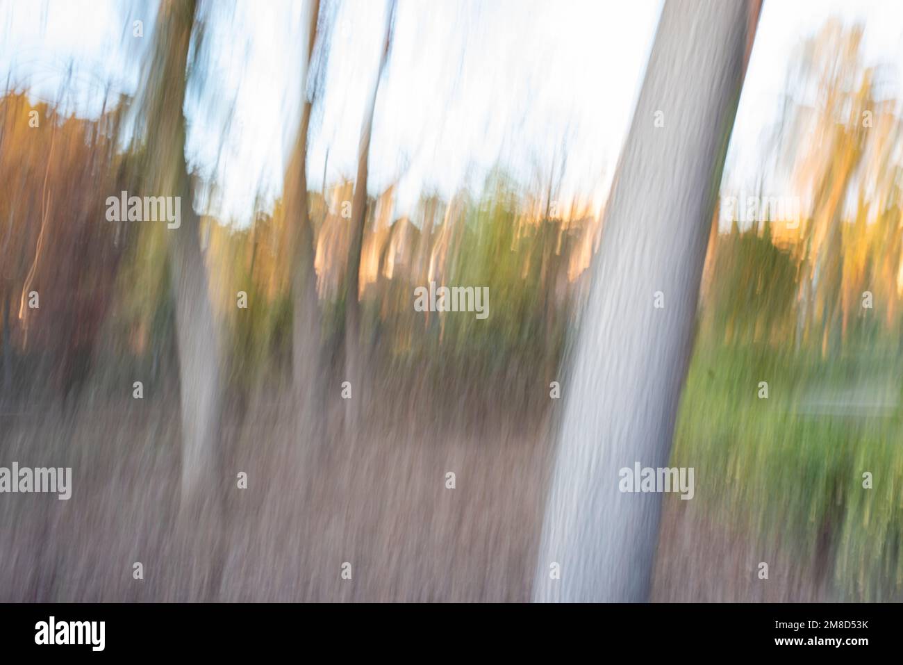 Fotografía de Árboles en el bosque, ICM, movimiento de cámara intencionado Stock Photo