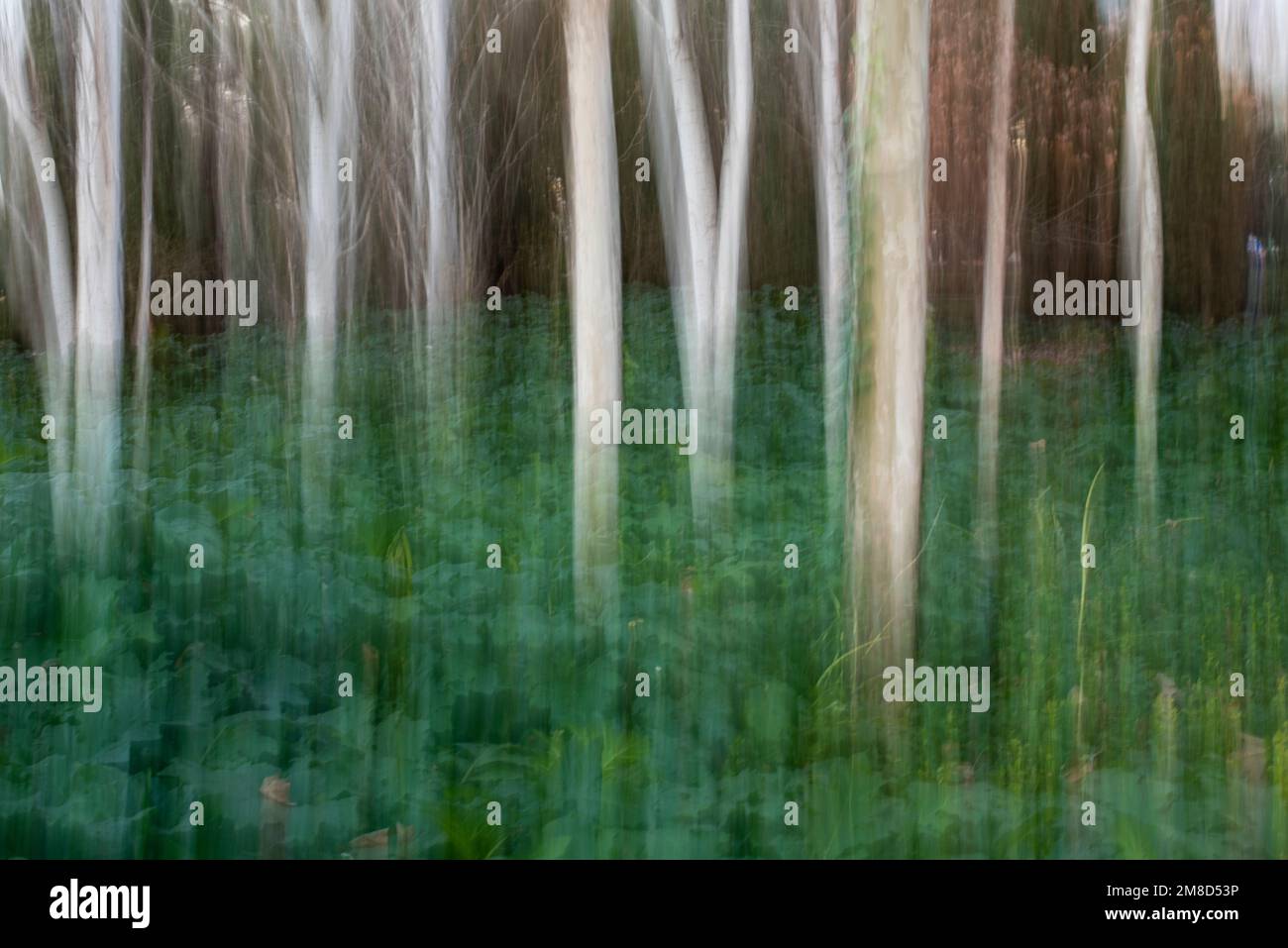 Fotografía de Árboles en el bosque, ICM, movimiento de cámara intencionado Stock Photo