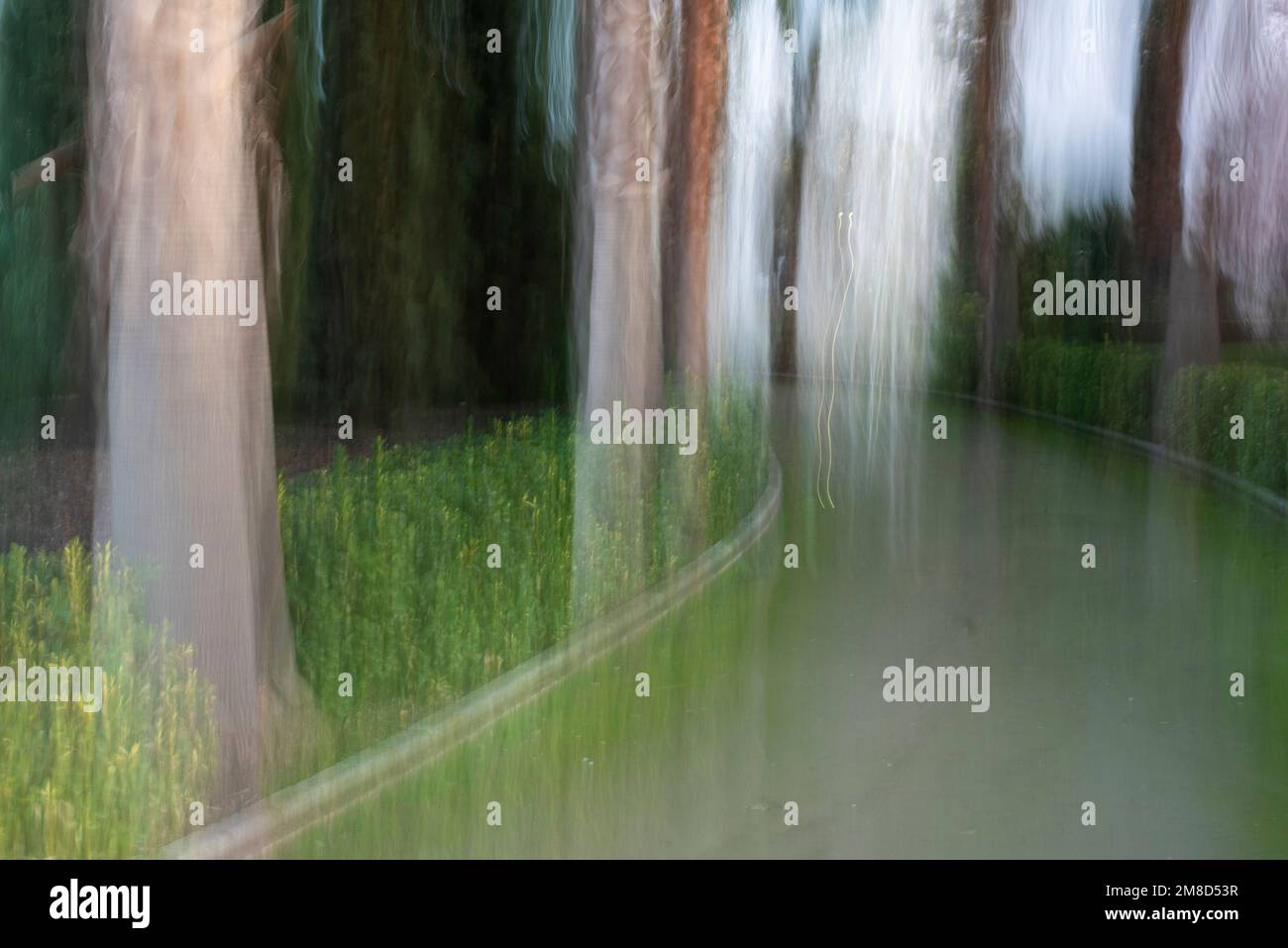 Fotografía de Árboles en el bosque, ICM, movimiento de cámara intencionado Stock Photo