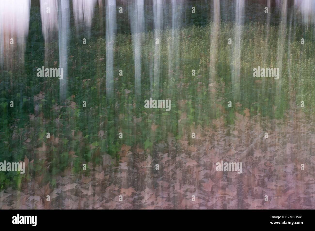 Fotografía de Árboles en el bosque, ICM, movimiento de cámara intencionado Stock Photo