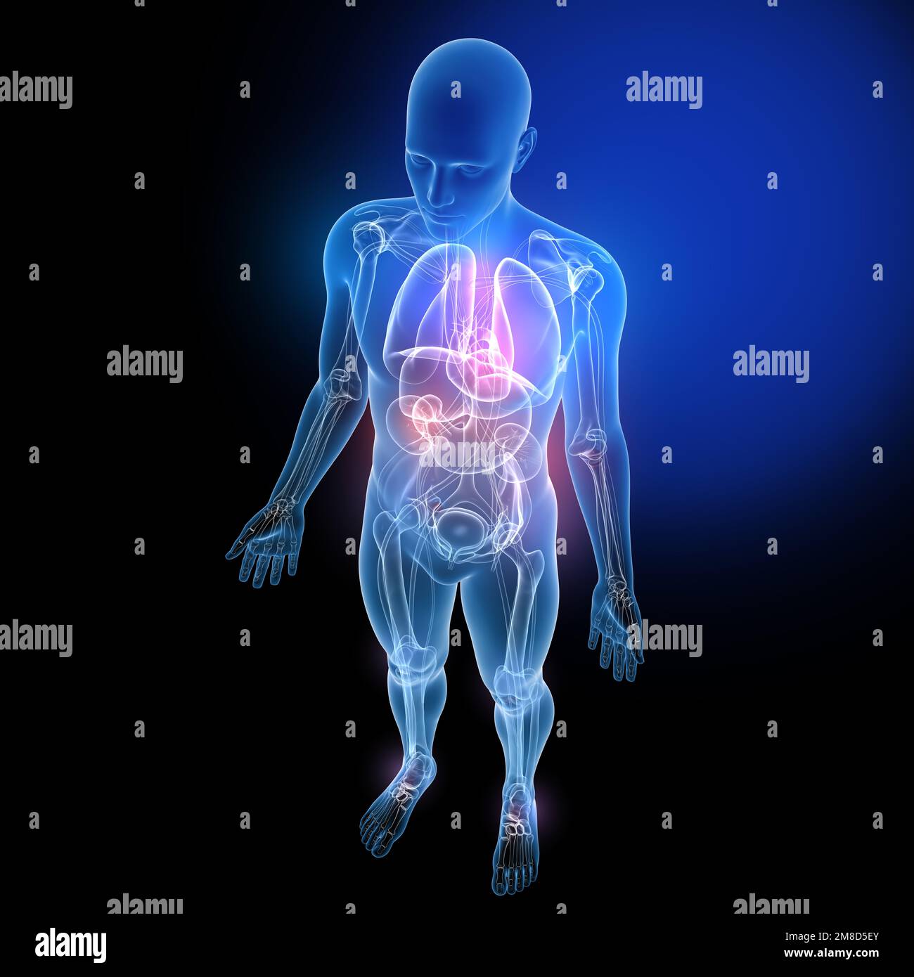 3d illustration of internal organs and bones, made of transparent glass