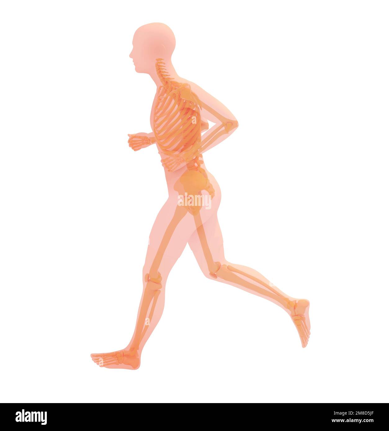 Anatomical 3D illustration of a running athlete. Transparent image of