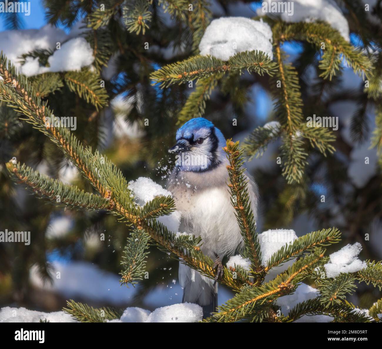Blue jay in northern Wisconsin. Stock Photo