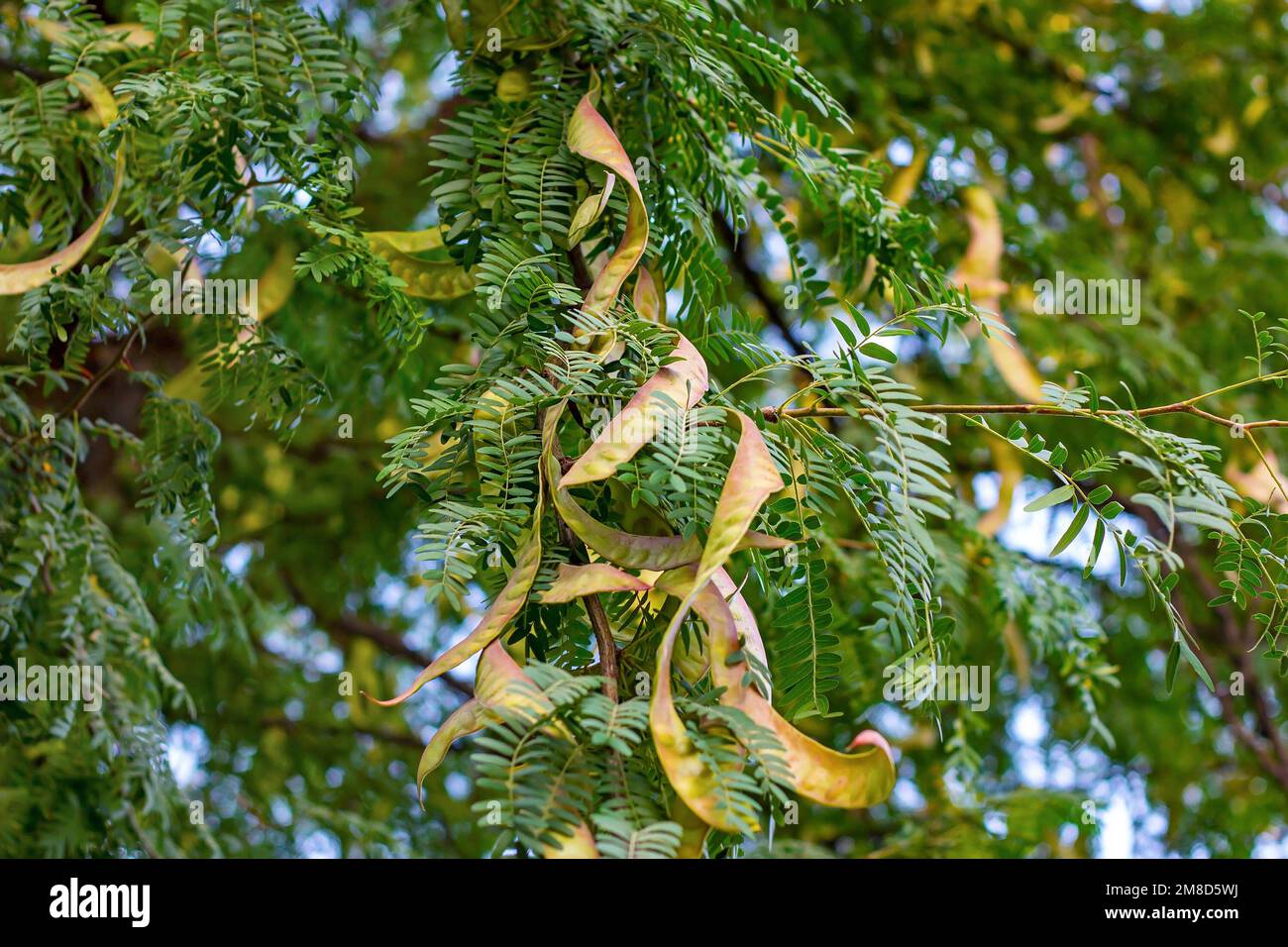 Bright green leaves and seed pods of Honey Locust (Gleditsia Triacanthos) bush in the botanic garden in summer close up. Stock Photo