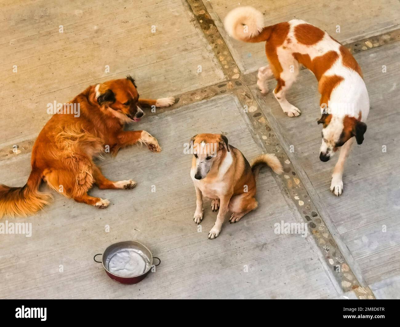 https://c8.alamy.com/comp/2M8D6TR/tired-lazy-big-dogs-lying-around-after-eating-in-zicatela-puerto-escondido-oaxaca-mexico-2M8D6TR.jpg