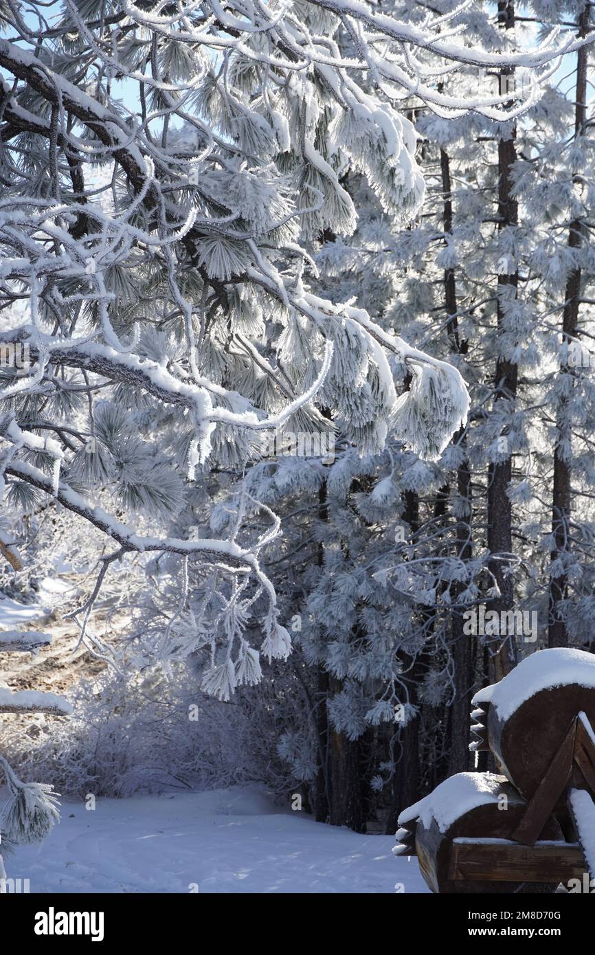 Mountain snow tree Stock Photo