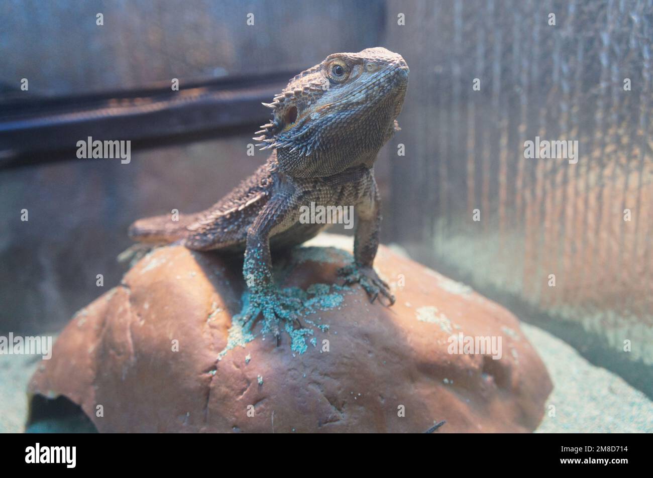 Bearded Dragon at Pet Store Stock Photo