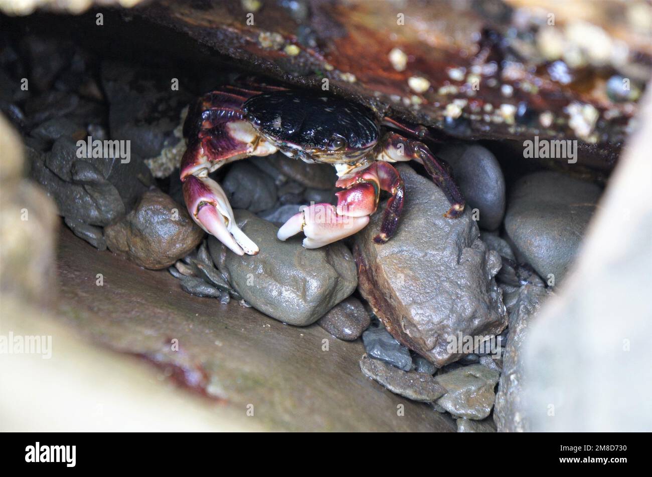 Search Under Rocks Rock Crab Under Rock Stock Photo - Alamy
