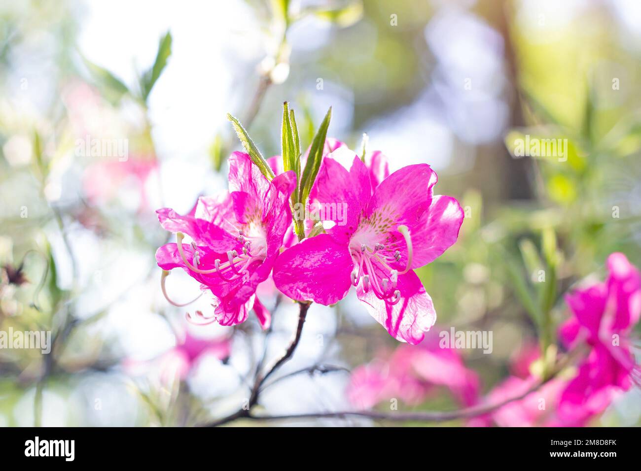Bright pink Rhododendron Albrechtii Maxim flowers with leaves in the garden in summer. Stock Photo
