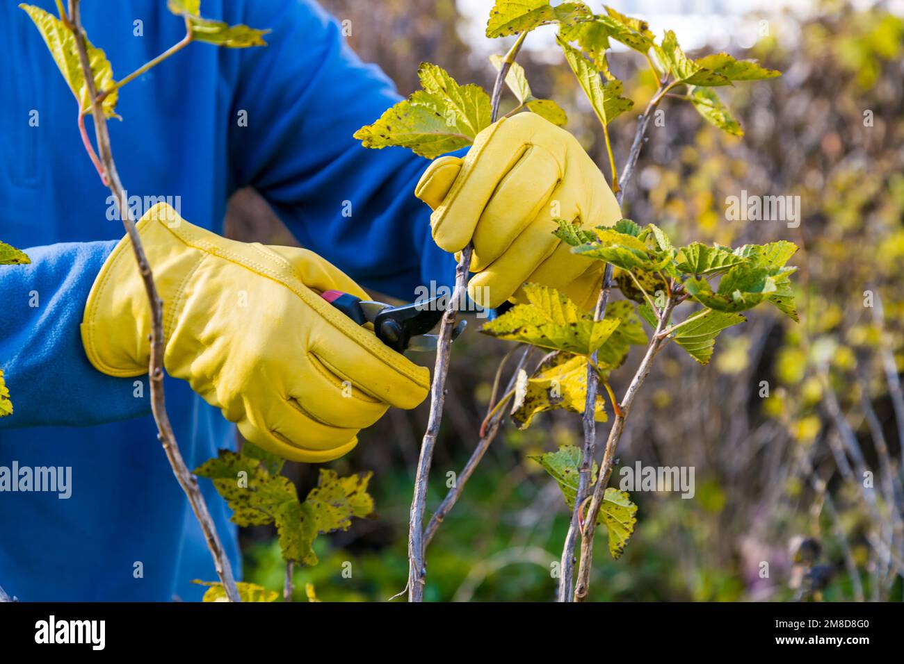 Pruning currant bushes in autumn. The pruner in the hands of the