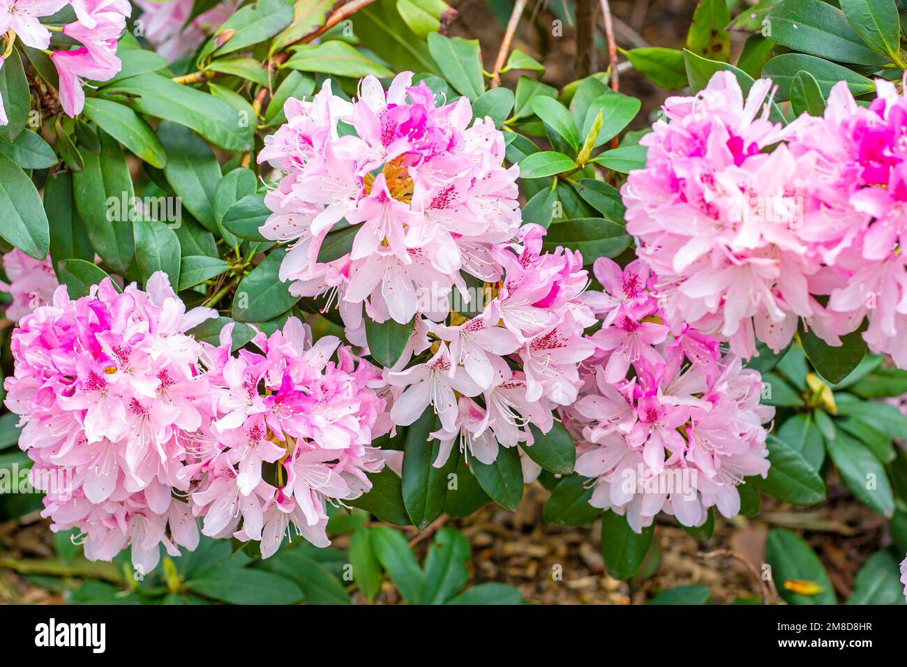 Bright pink Rhododendron hybridum Cheer flowers with leaves in the garden in summer. Stock Photo