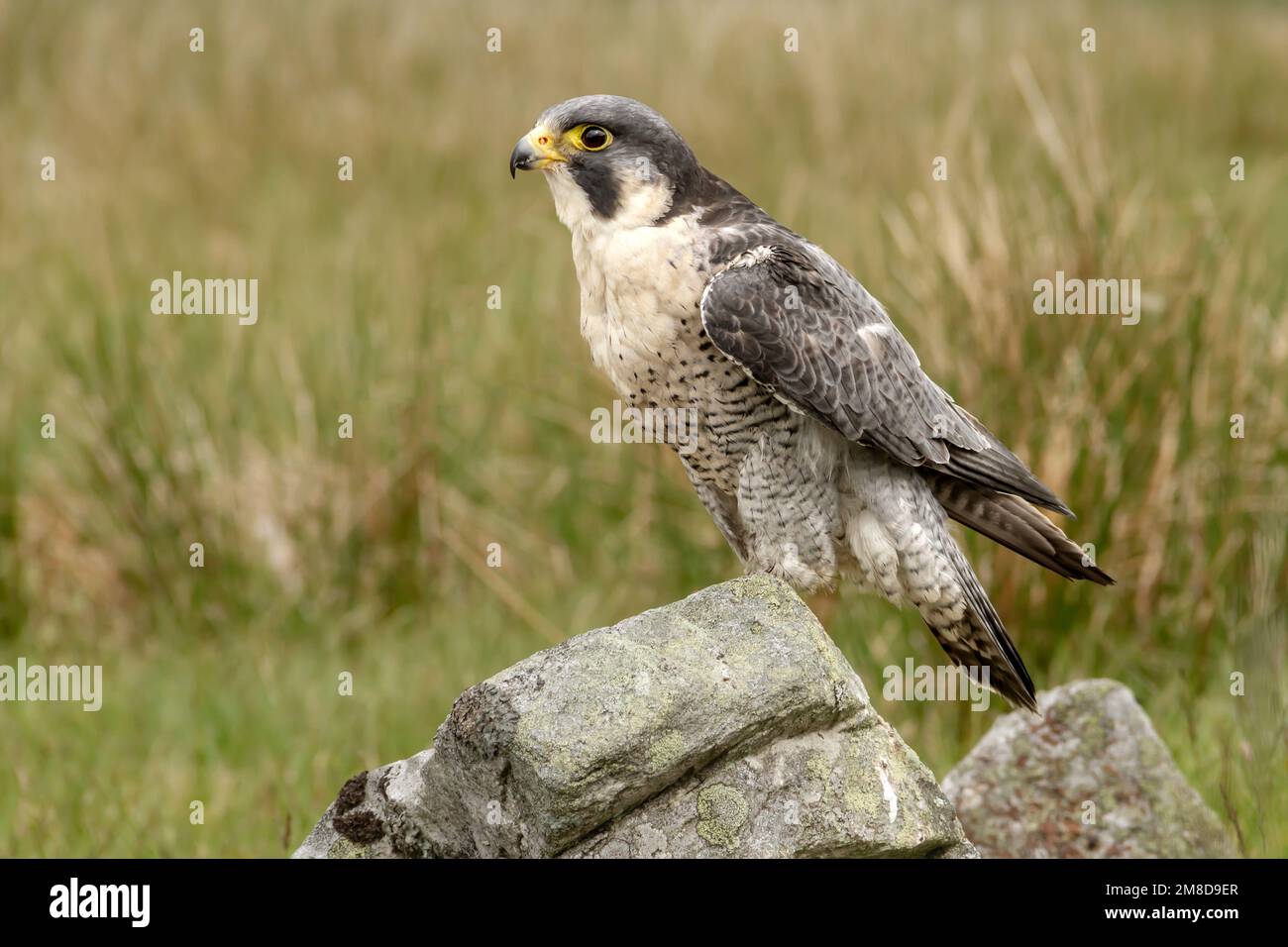 Close up of an alert, adult Peregrine Falcon, scientific name: Falco peregrinus, in natural moorland habitat in Cumbria, England.  Copy space. Horizon Stock Photo