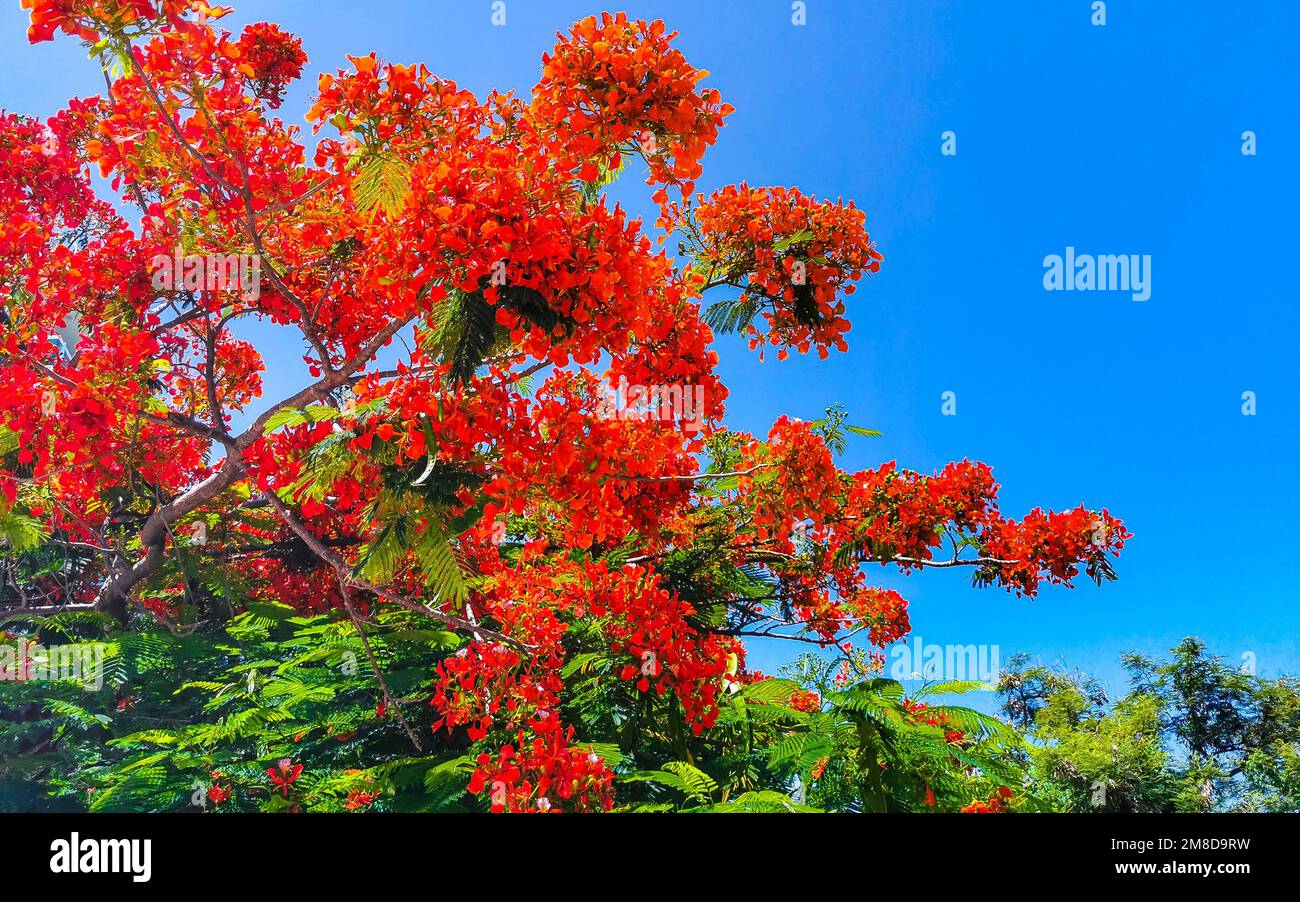 Flamboyant or Delonix Regia red flowers closeup. Beautiful tropical ...
