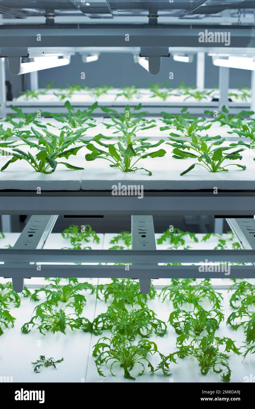 Indoor hydroponic gardens grow mizuna and spnach under lights in Suwa, Nagano, Japan Stock Photo