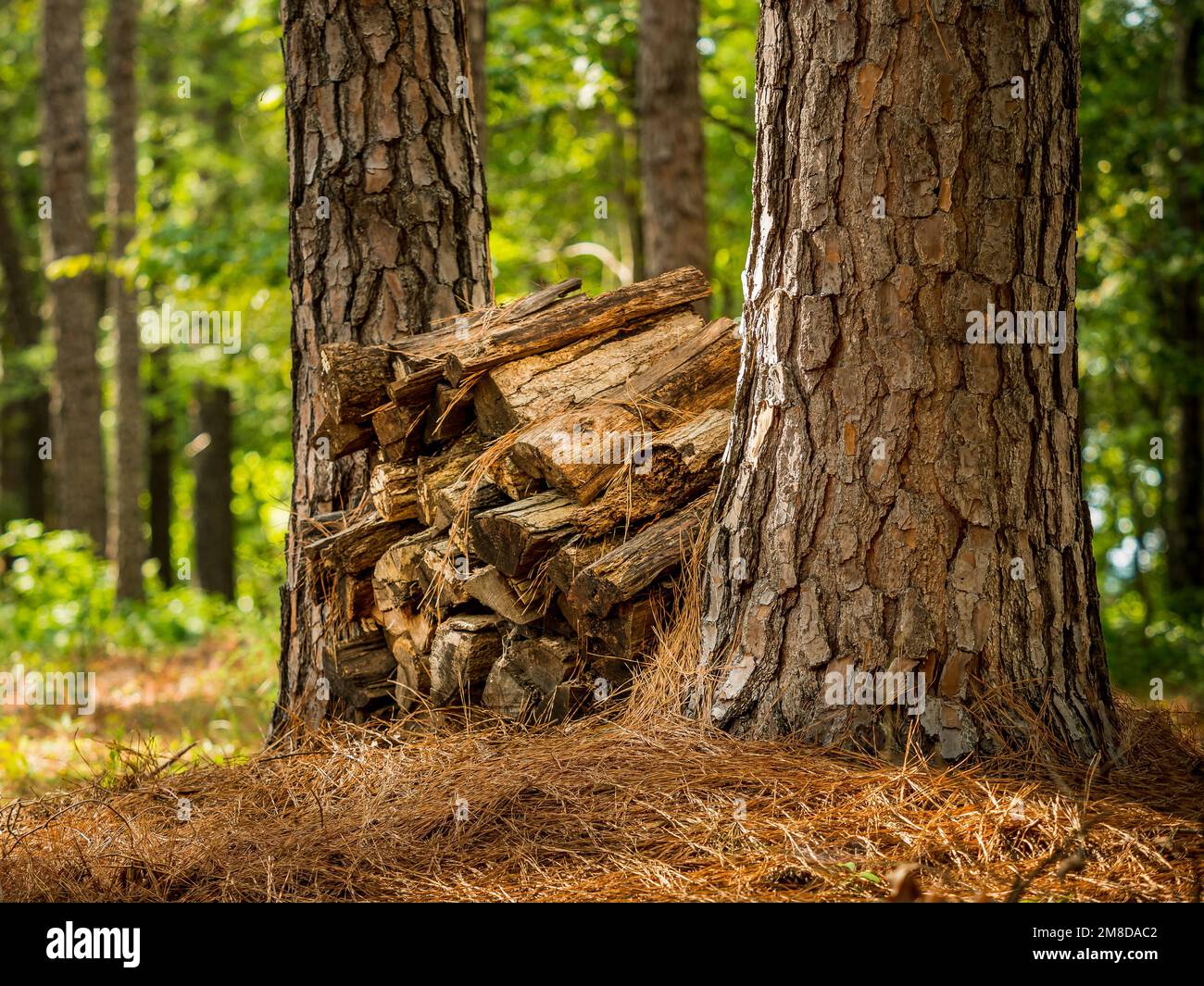 Firewood pile in forest. Split wood logs stacked between pine trees in