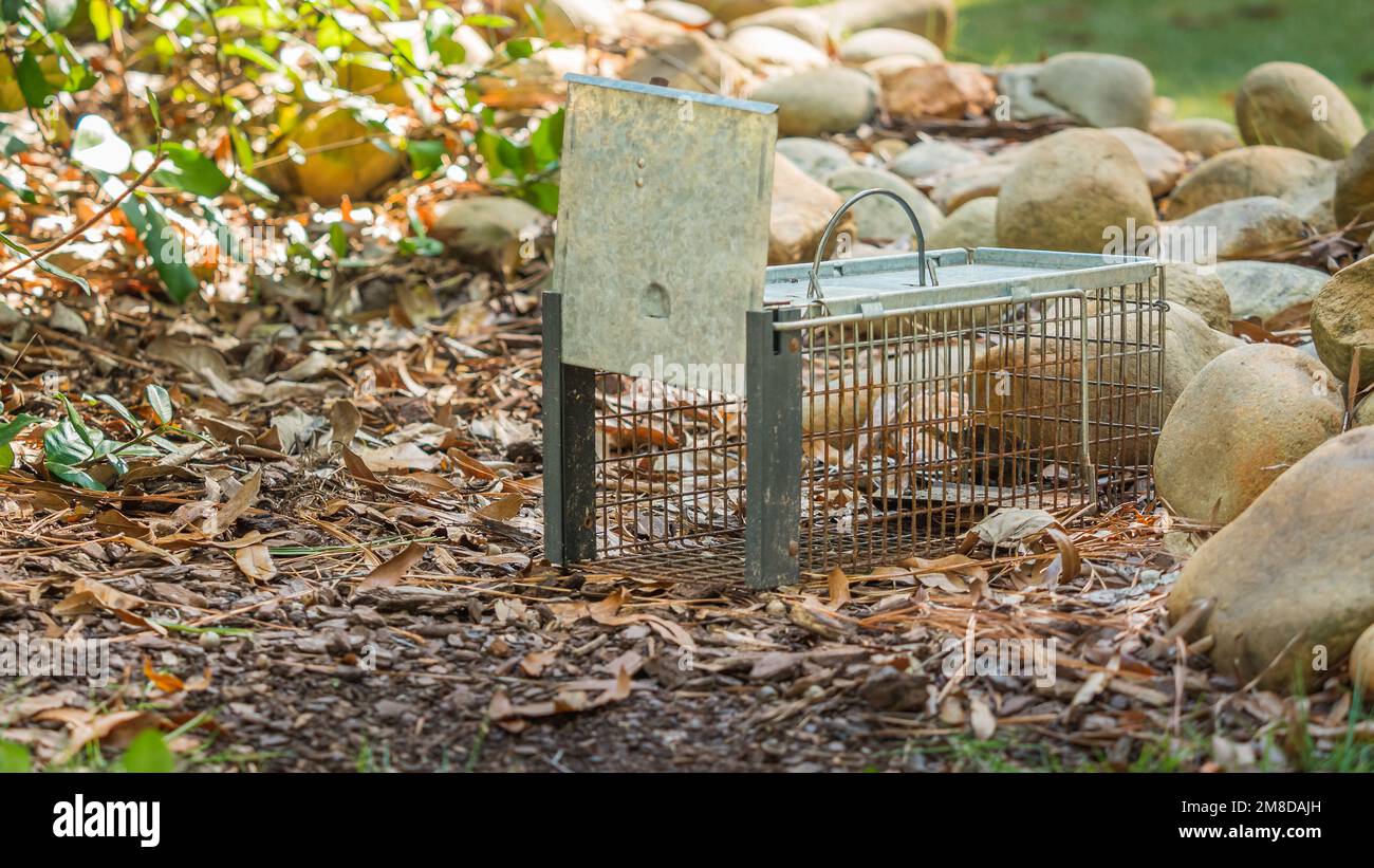 Humane live animal trap. Pest and rodent removal cage. Catch and release wildlife animal control service. Stock Photo