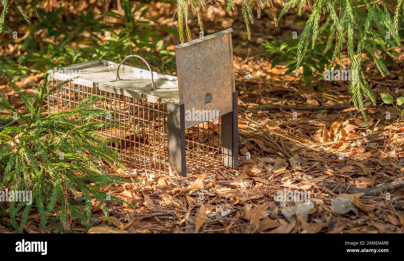 Humane live animal trap. Pest and rodent removal cage. Catch and release wildlife animal control service. Stock Photo