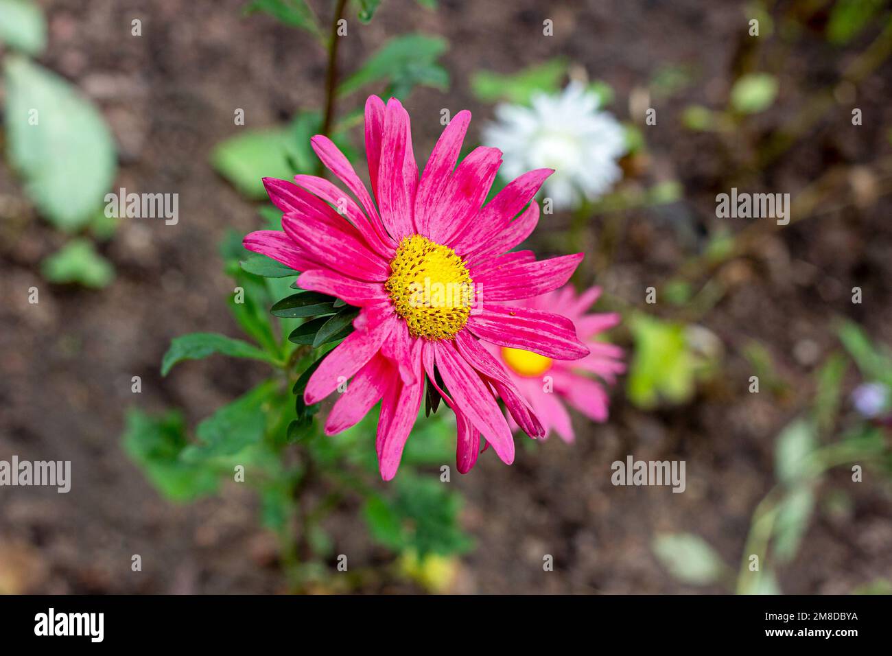 Bright pink Chrysanthemum flower with green leaves in the garden in autumn. Stock Photo