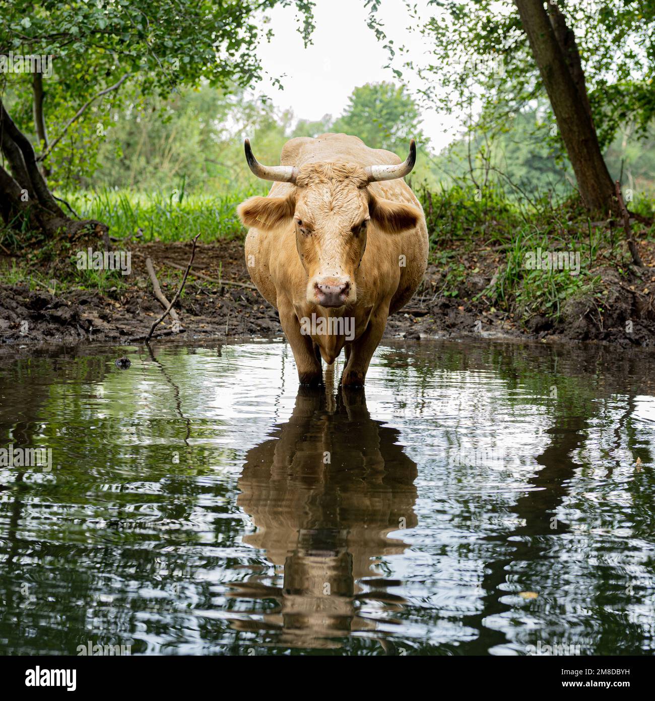 Cow resting posing in the water Lübbenau, Brandenburg, Germany Stock ...