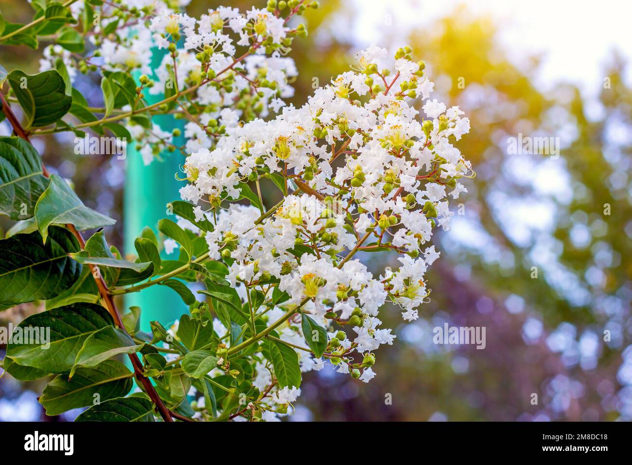 White Lagerstroemia Indica (Crape Myrtle) flowers with green leaves on branches in the garden in summer. Stock Photo