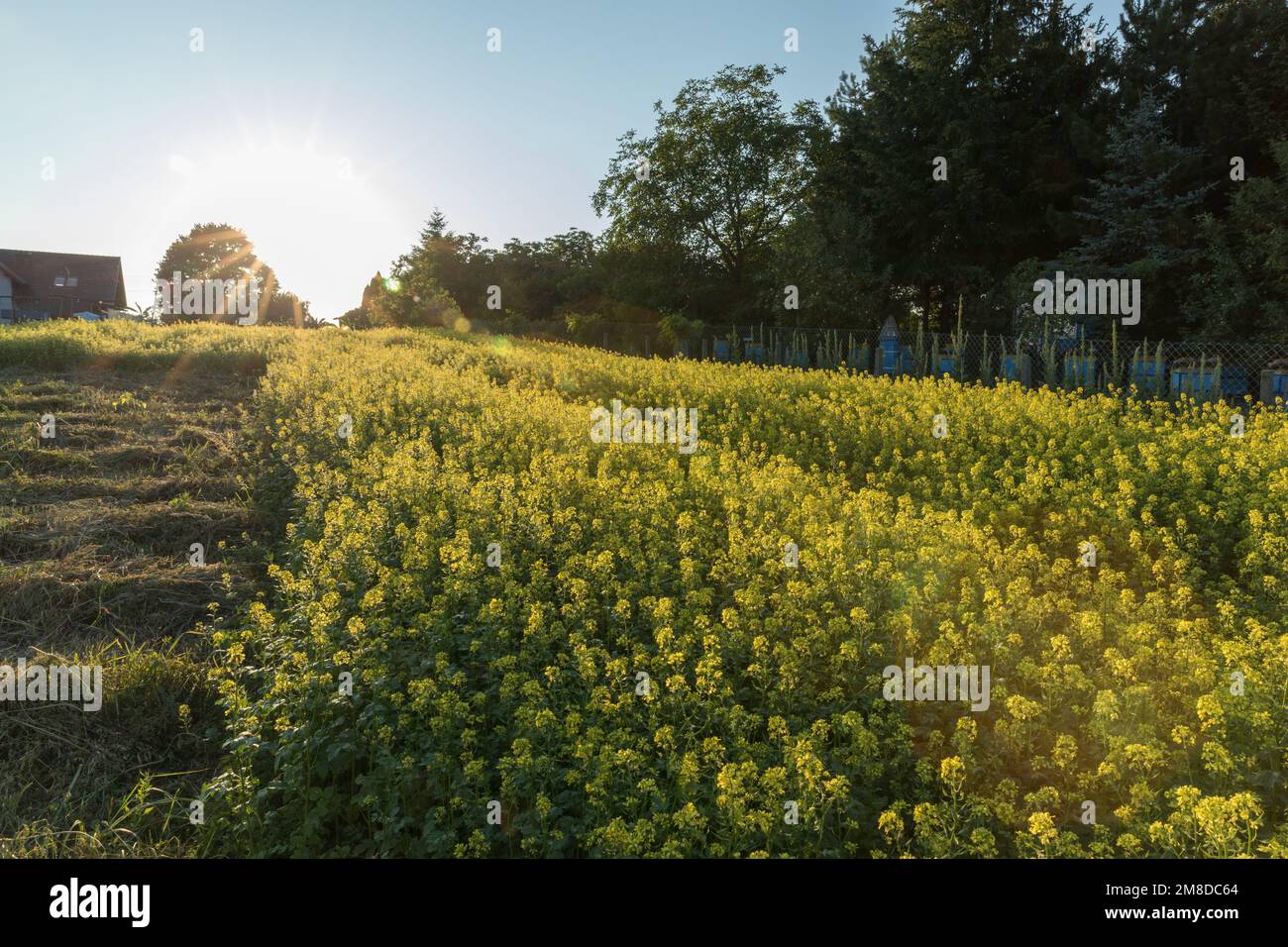 Mustard grass landscape hi-res stock photography and images - Alamy