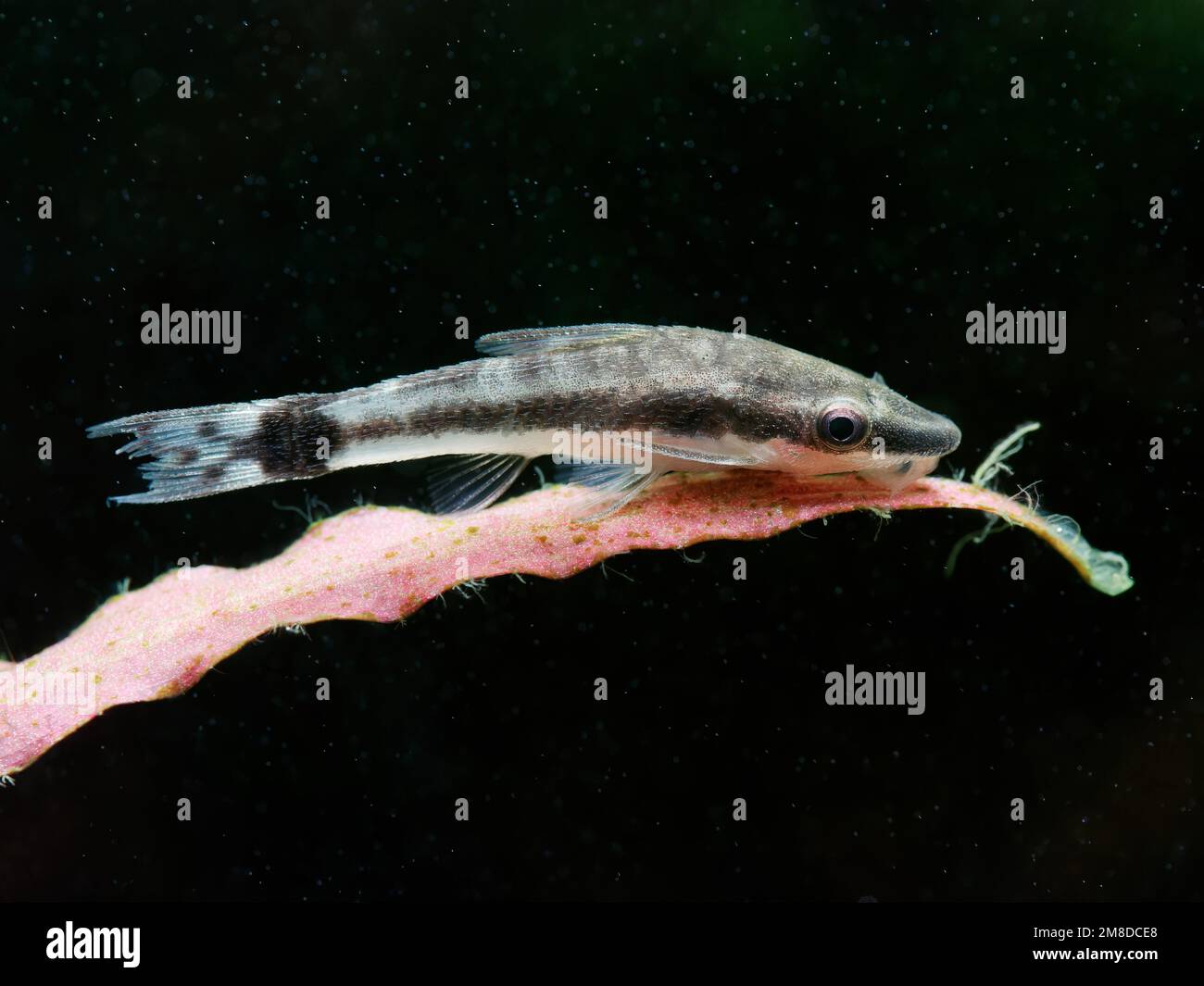 e Otocinclus catfish on pink cryptocoryne leaves, isolated with dark background Stock Photo