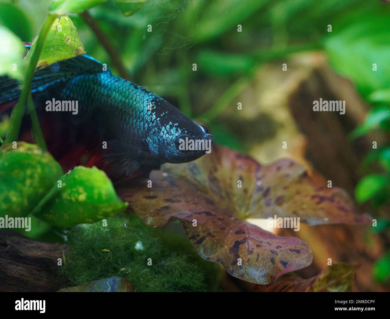 Blue and red male betta (Betta splendens) resting on leaves in planted tank with anubias, tiger lotus, marimo, and rocks Stock Photo