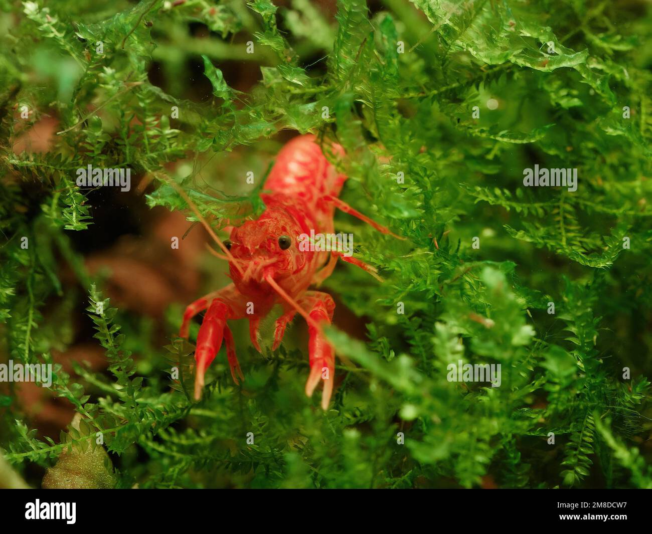 Orange dwarf Mexican crayfish (Cambarellus patzcuarensis) climbing in Taiwan moss (Taxiphyllum alternans) Stock Photo