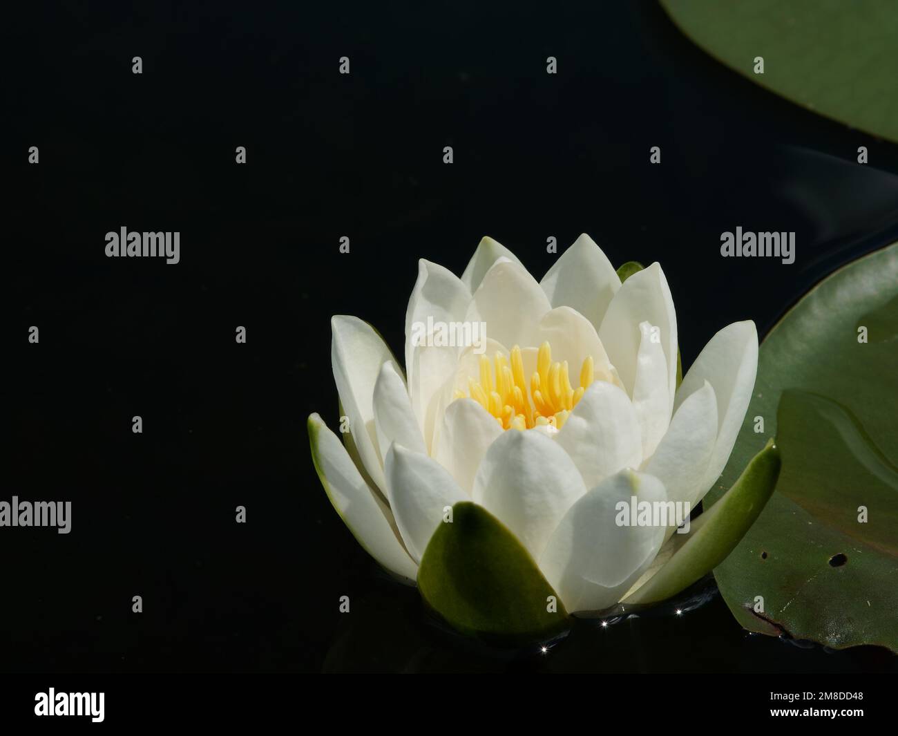 American white waterlily (Nymphaea odorata) floating flower and part of leaf, dark background Stock Photo