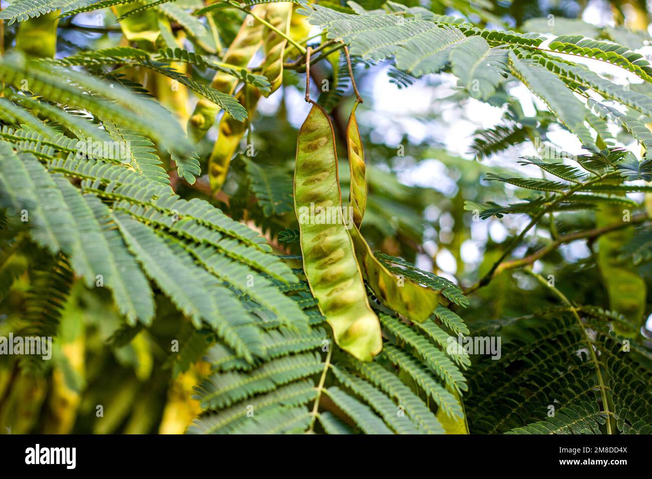 Bright green leaves and seed pods of Honey Locust (Gleditsia Triacanthos) bush in the botanic garden in summer close up. Stock Photo