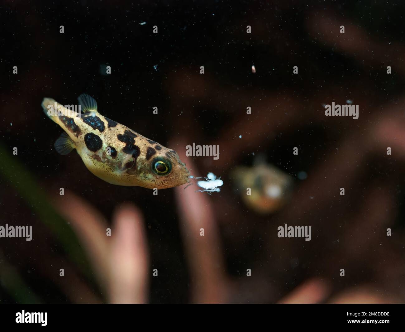 Dwarf pea puffer (Carinotetraodon travancoricus) about to swallow mysis shrimp during feeding while another fish watches Stock Photo
