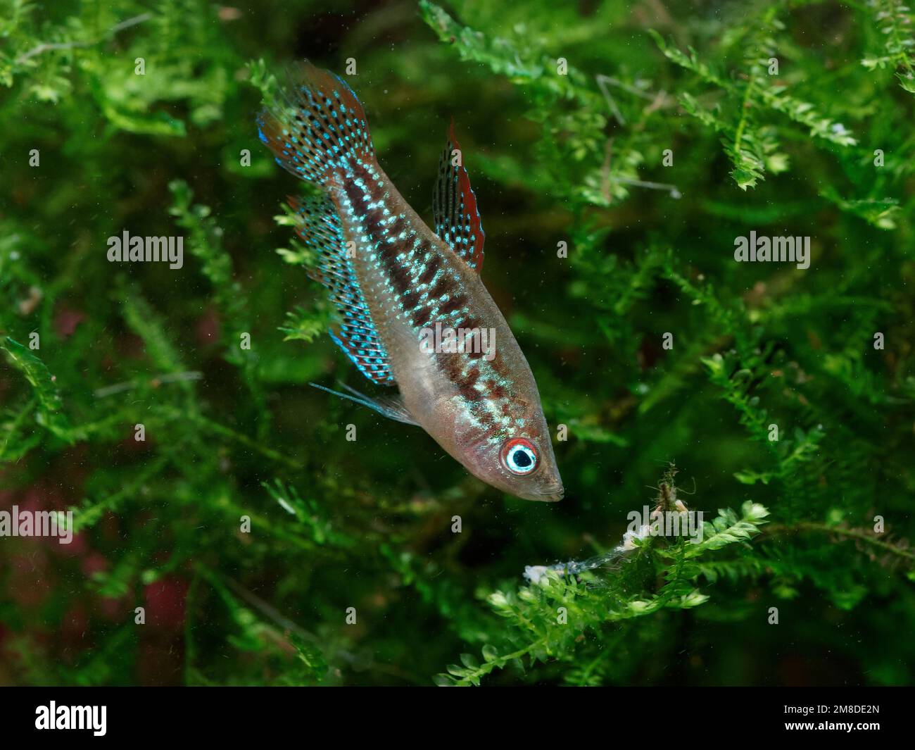 Sparkling gourami (Trichopsis pumila) eating bloodworm in patch of Taiwan moss (Taxiphyllum alternans) Stock Photo