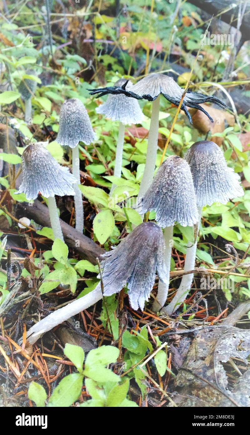 Princess mushroom hires stock photography and images Alamy