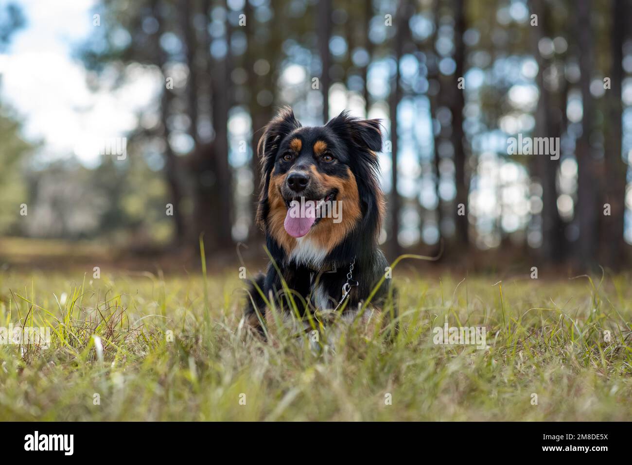 Tri color aussie hi-res stock photography and images - Alamy