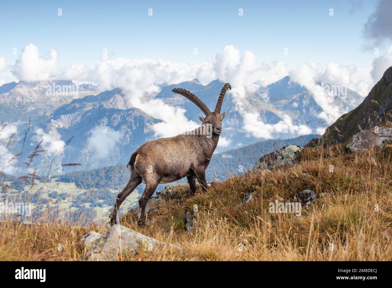 Animals of the alps Stock Photo - Alamy