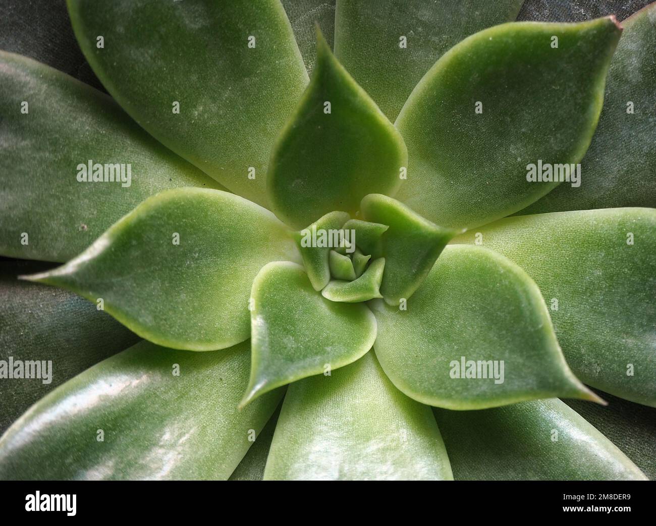 Lipstick echeveria.Cactus plant pattern wallpaper. Succulent cactus patterns.Close up of the greeny cactus leaves. Top view image of succulent bloom. Stock Photo