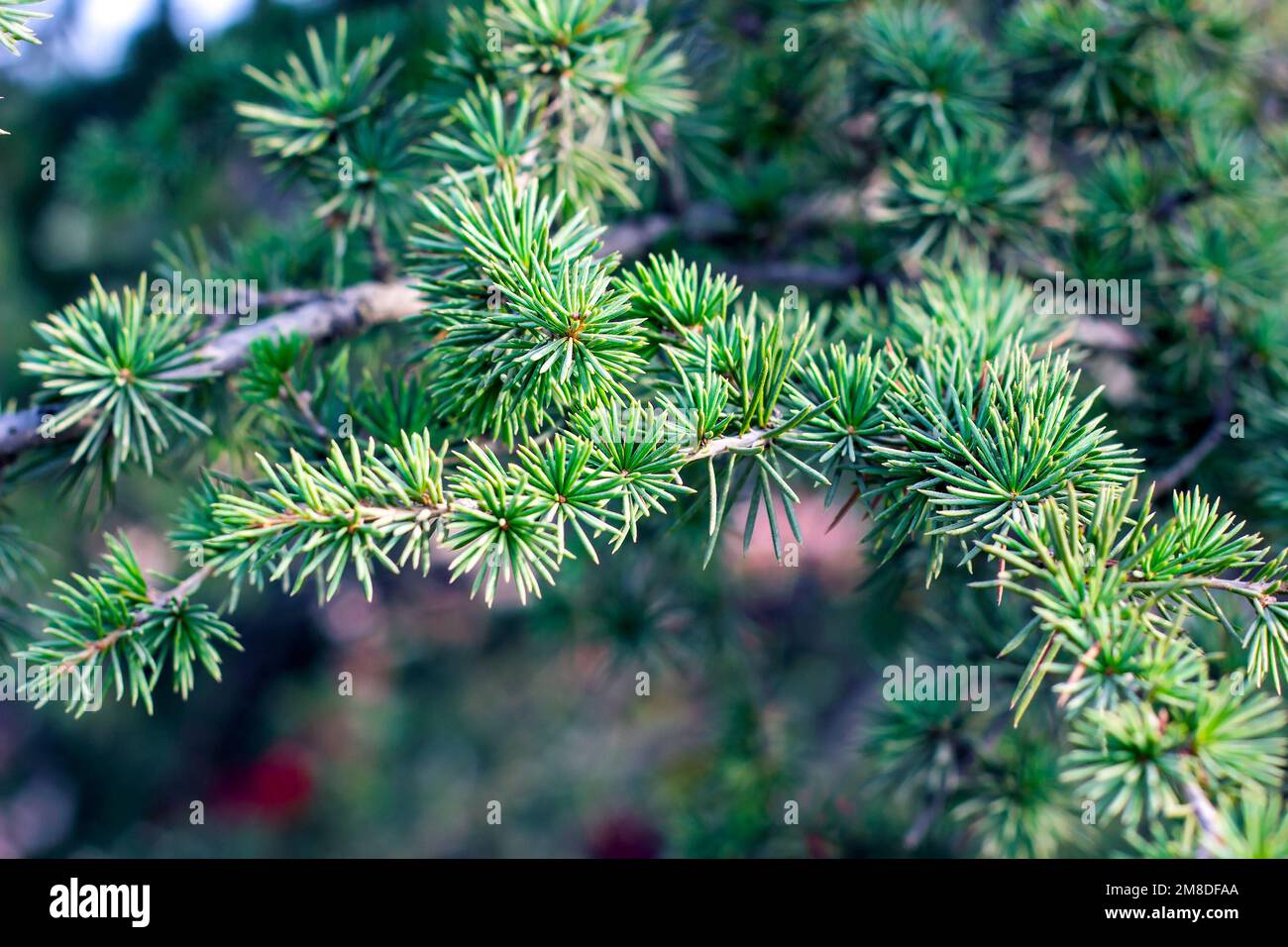Bright green coniferous larch tree branches with needle leaves in the forest close up. Stock Photo