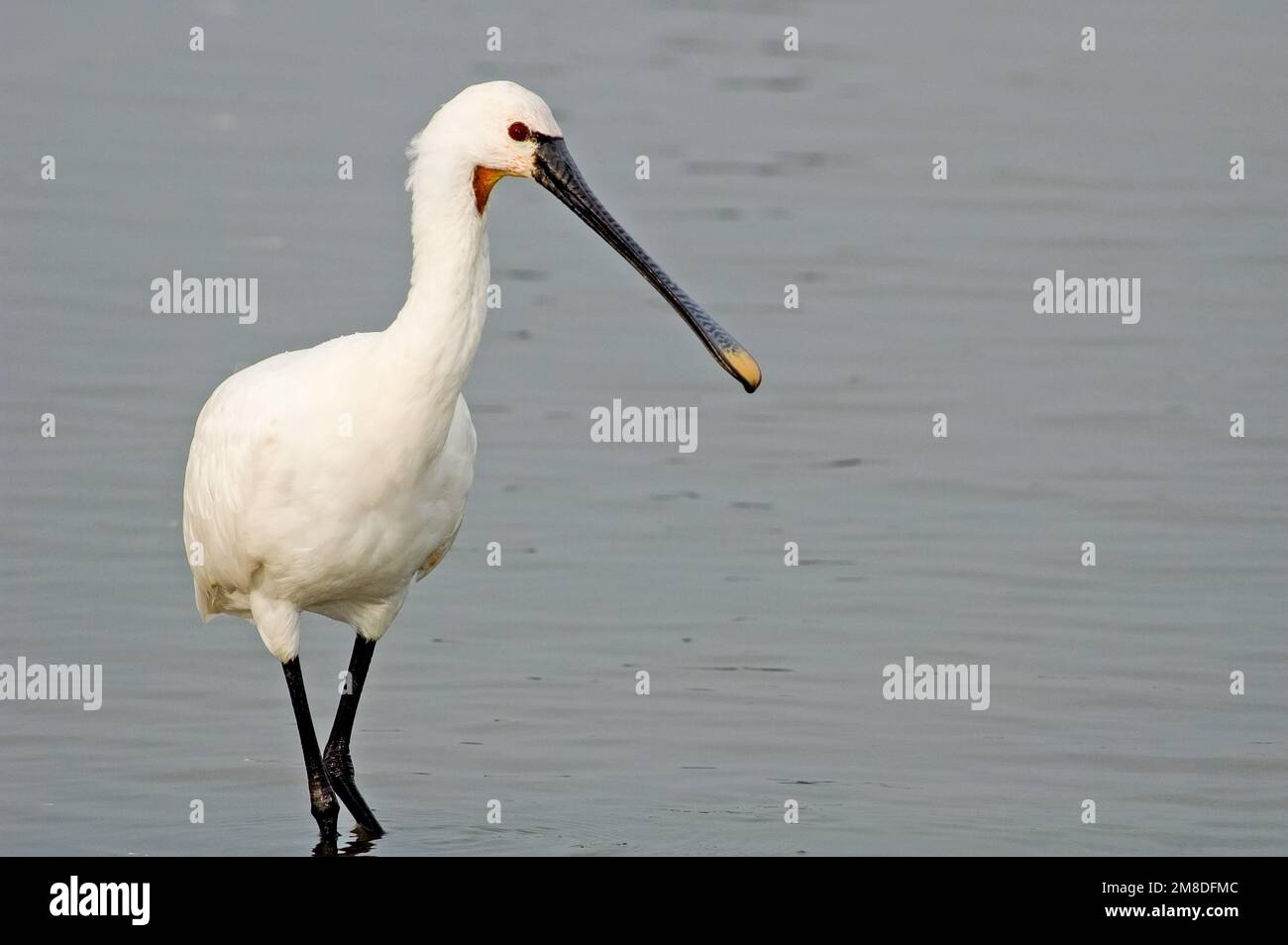Common Spoonbill feeding in a lake Stock Photo