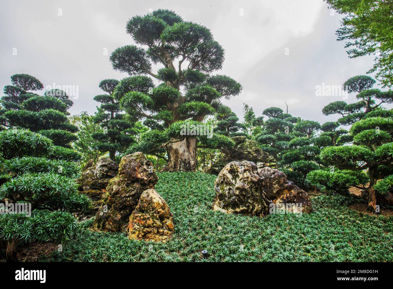 Superb View of the rocks  in Nan Lian Park with idyllic topiary podocarpus and pine trees and ophiopogon japonicus in tropical Hong Kong. Stock Photo